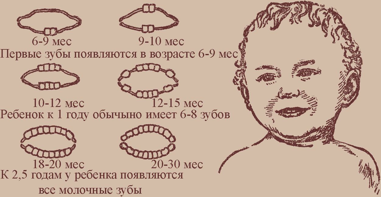 Во сколько вылезают все зубы у детей Во сколько вылезают все зубы у детей
